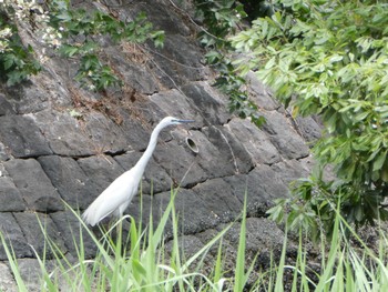 ダイサギ 東京港野鳥公園 2023年4月29日(土)