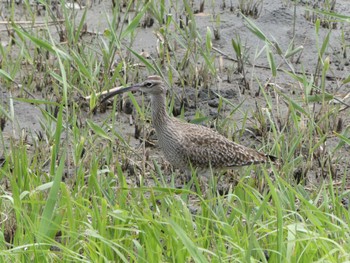 チュウシャクシギ 東京港野鳥公園 2023年4月29日(土)