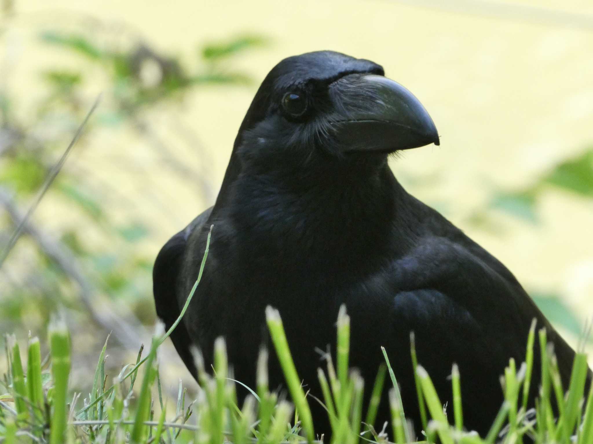 東京港野鳥公園 ハシブトガラスの写真 by ネジ