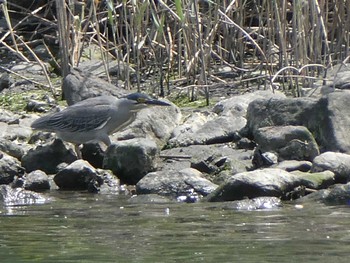 ササゴイ 東京港野鳥公園 2023年4月29日(土)