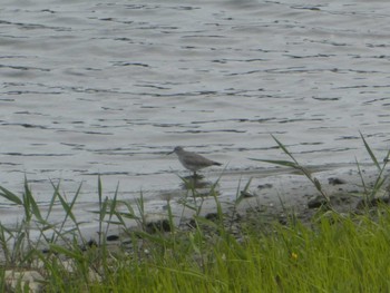 キアシシギ 東京港野鳥公園 2023年4月29日(土)