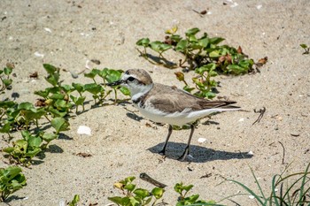 シロチドリ 藤江海岸(兵庫県明石市) 2018年6月2日(土)