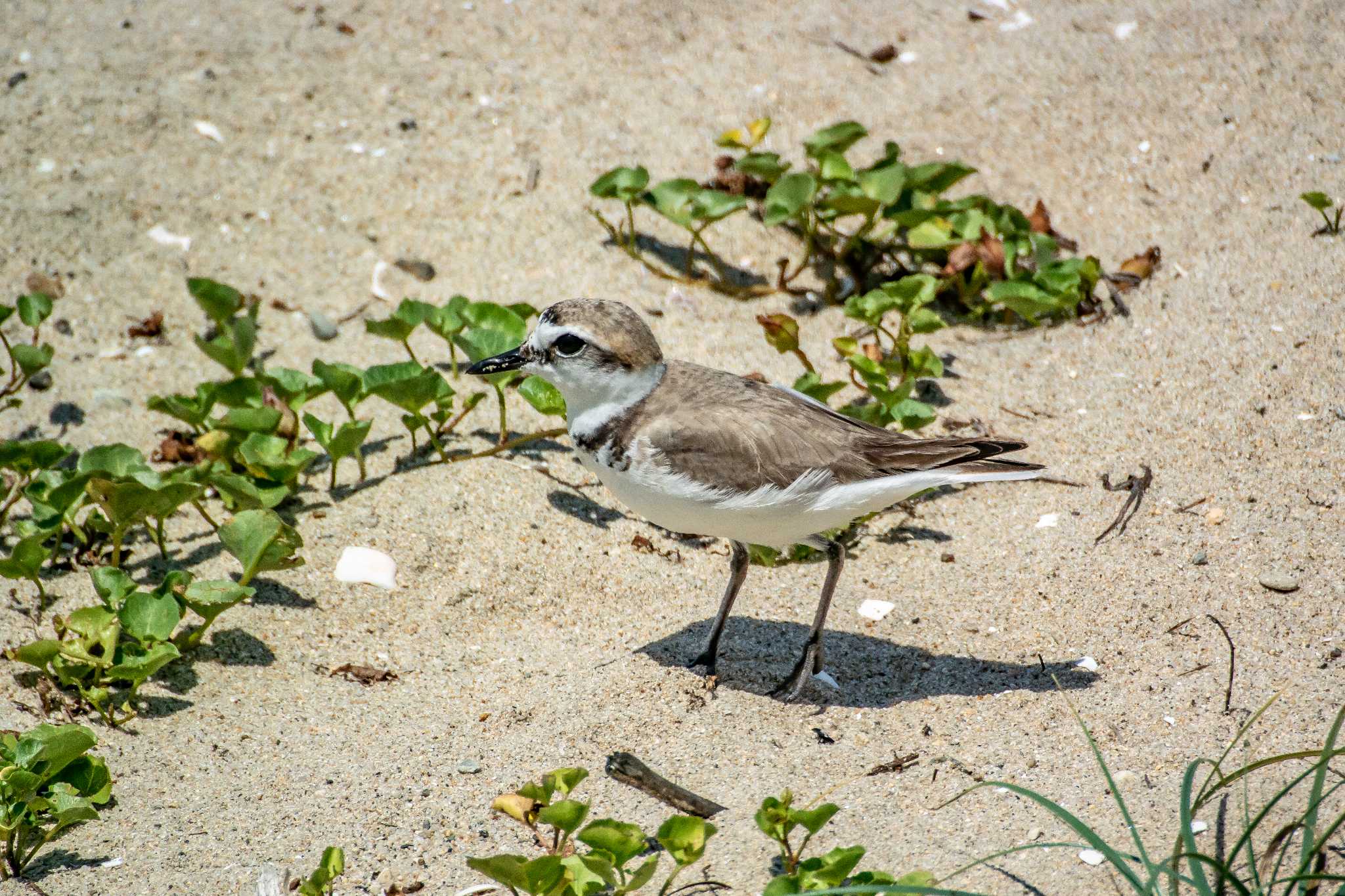 Photo of Kentish Plover at 藤江海岸(兵庫県明石市) by ときのたまお