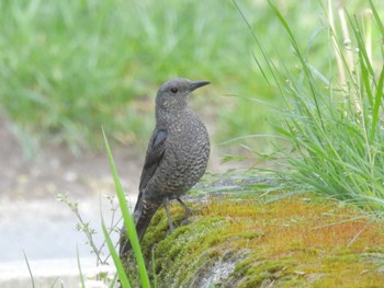 Fri, 4/28/2023 Birding report at 鴨川