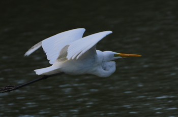 Sat, 4/29/2023 Birding report at 千里南公園