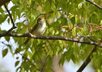 2023年4月29日(土) 富士散策公園の野鳥観察記録