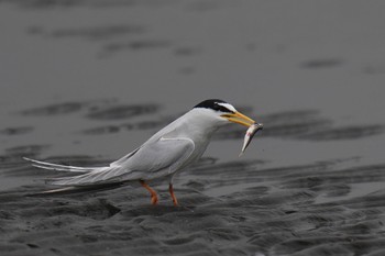 コアジサシ ふなばし三番瀬海浜公園 2023年4月22日(土)