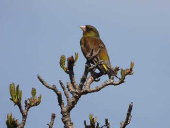 2023年4月29日(土) 秋ヶ瀬公園の野鳥観察記録