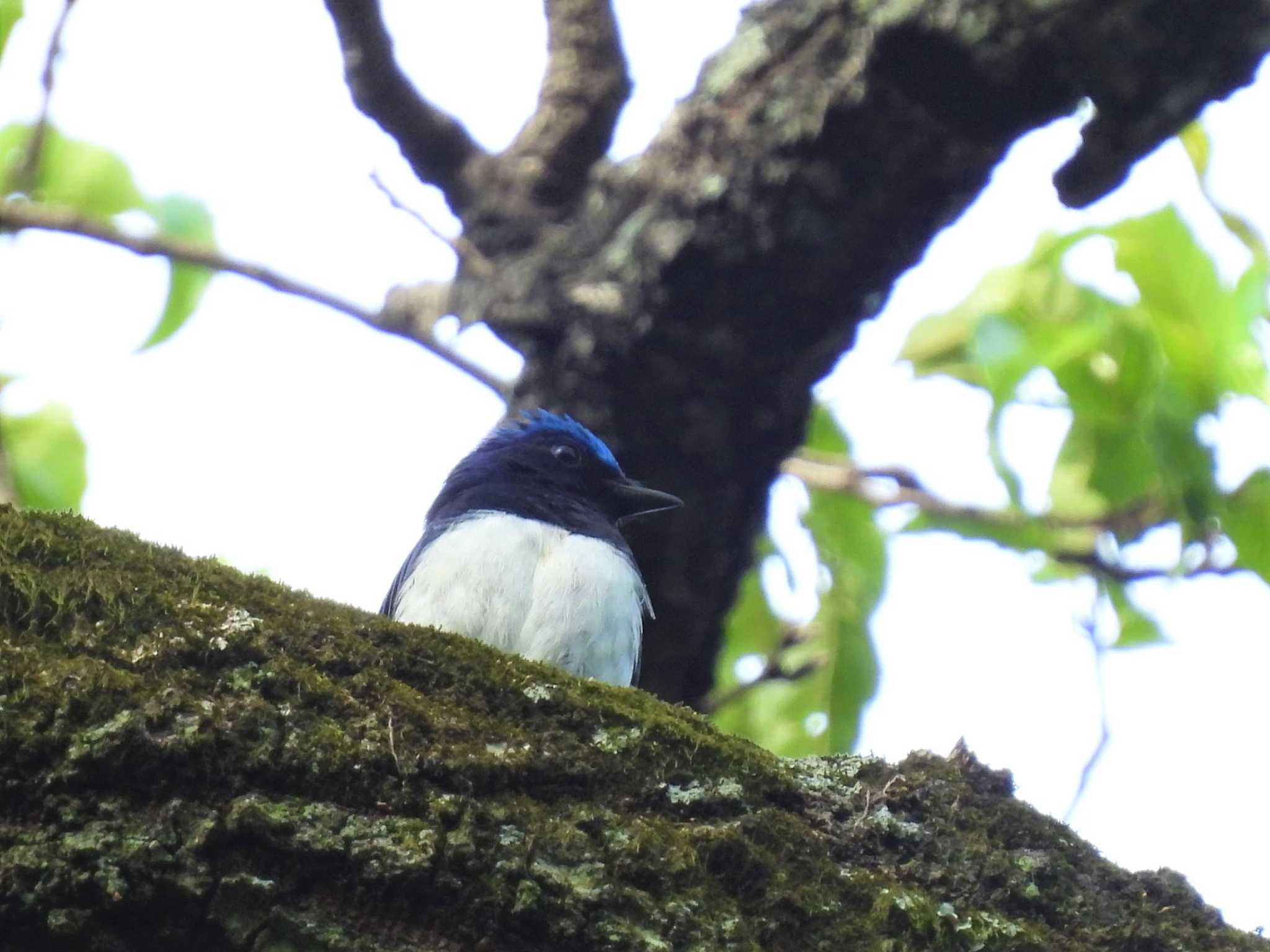 秋ヶ瀬公園　オオルリ画像