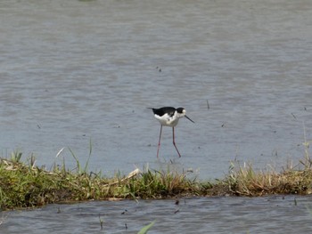 Black-winged Stilt 埼玉県 Sat, 4/29/2023