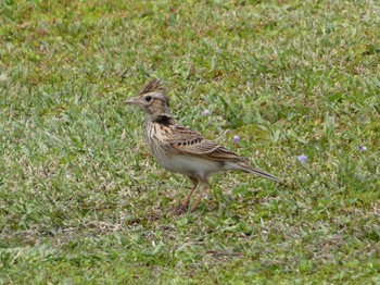 Eurasian Skylark 埼玉県 Sat, 4/29/2023