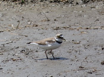 Little Ringed Plover 埼玉県 Sat, 4/29/2023