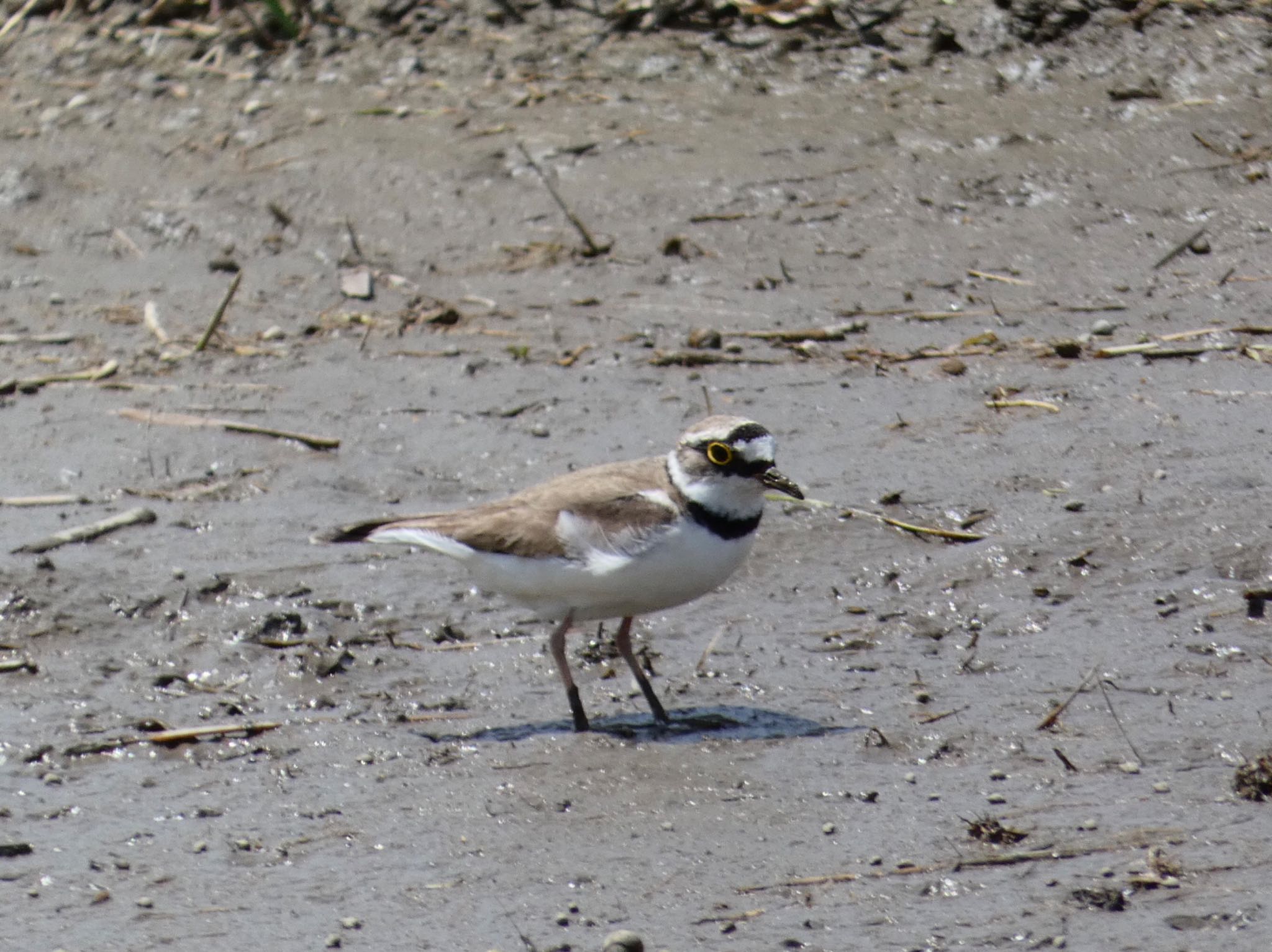 Little Ringed Plover