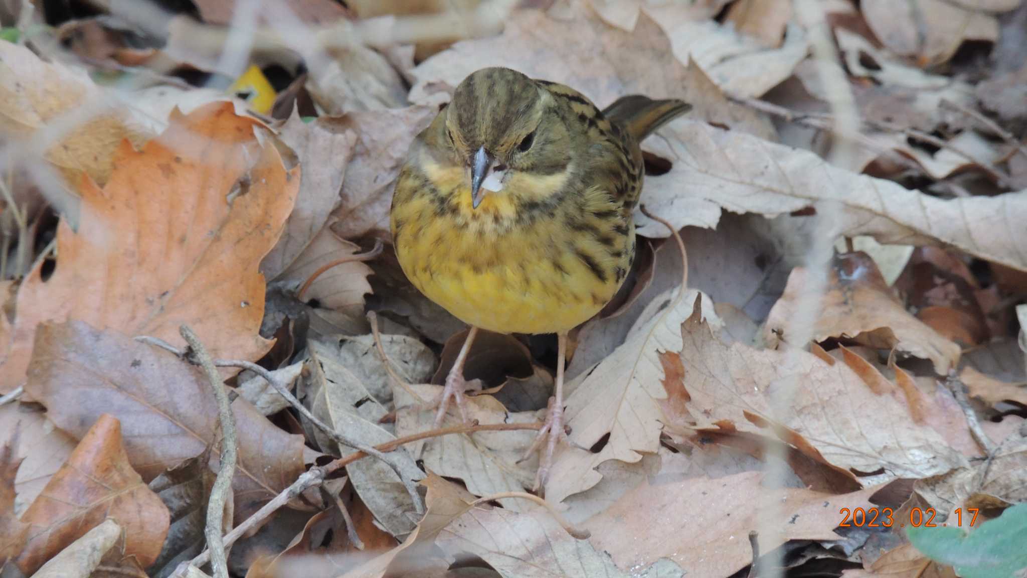 葛西臨海公園 アオジの写真