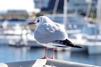 Common Gull 熱海市 Thu, 1/25/2018