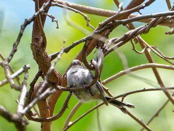 Long-tailed Tit 横浜市立金沢自然公園 Sat, 4/29/2023