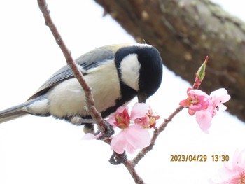 シジュウカラ 平岡公園(札幌市) 2023年4月29日(土)