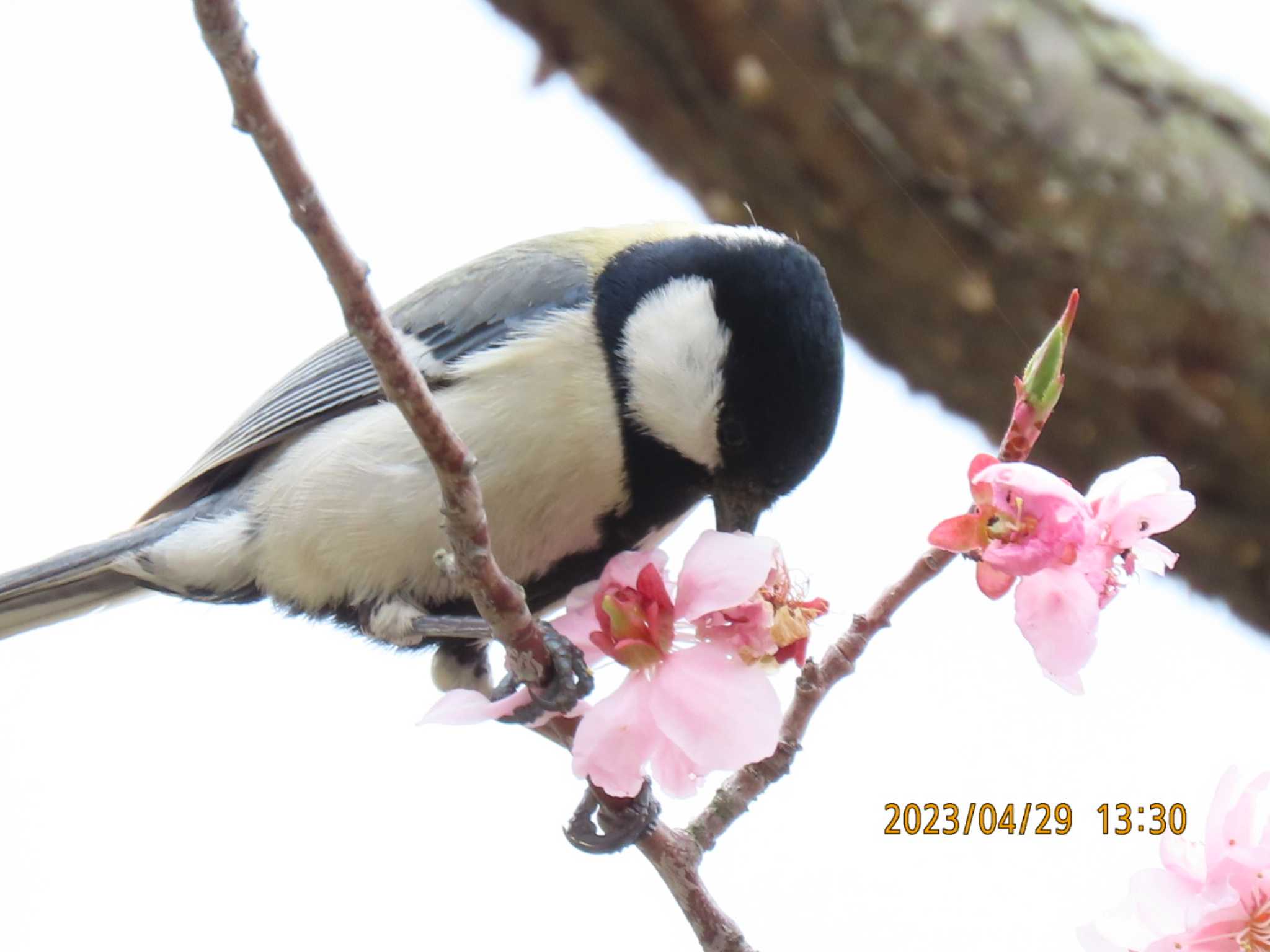 平岡公園(札幌市) シジュウカラの写真