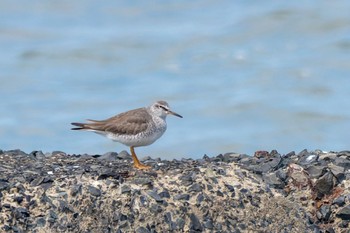 Grey-tailed Tattler 曽根干潟(曾根干潟) Fri, 4/28/2023