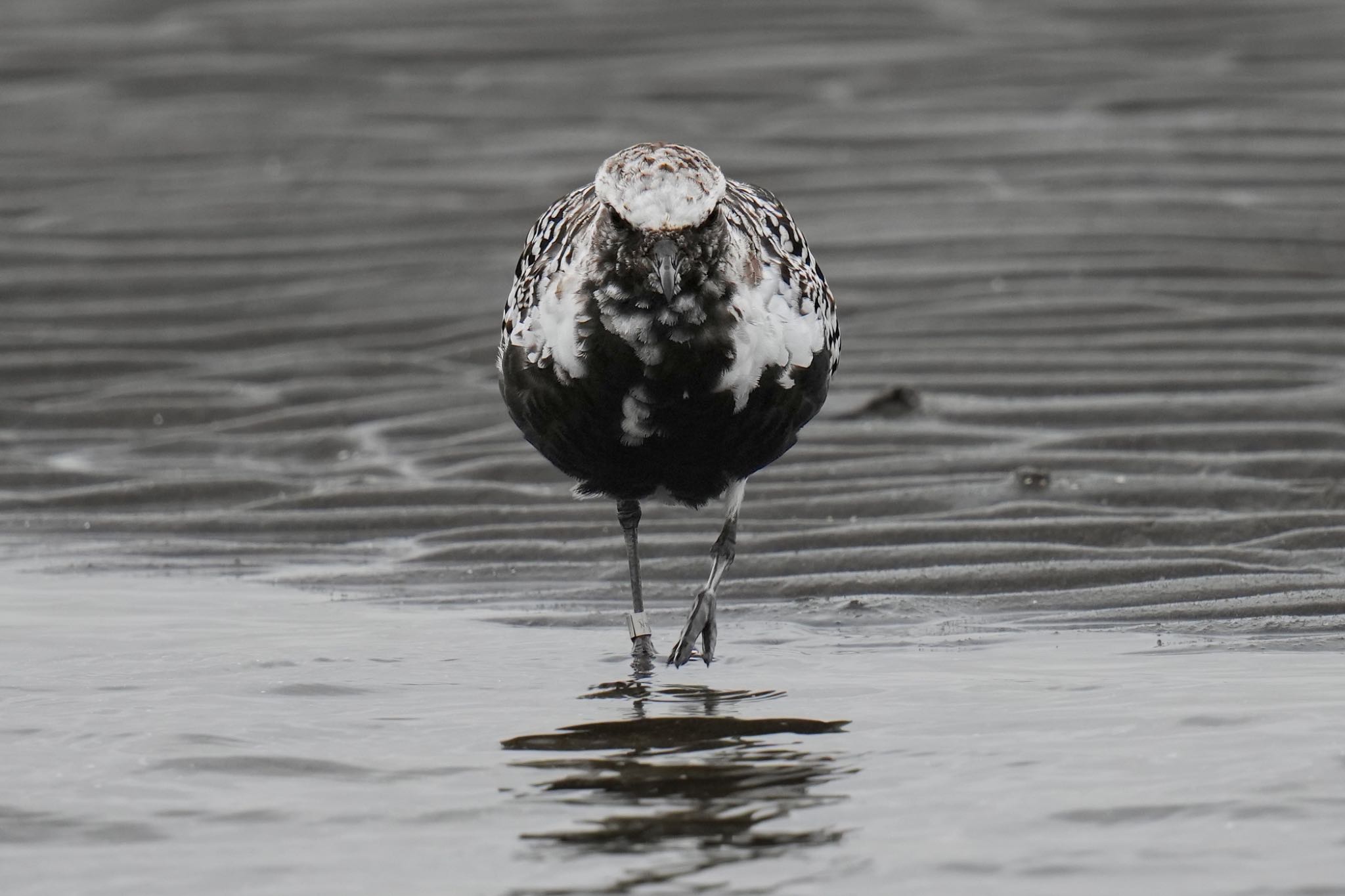 ふなばし三番瀬海浜公園 ダイゼンの写真