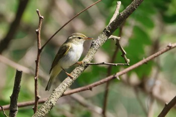 Sat, 4/29/2023 Birding report at 海上の森