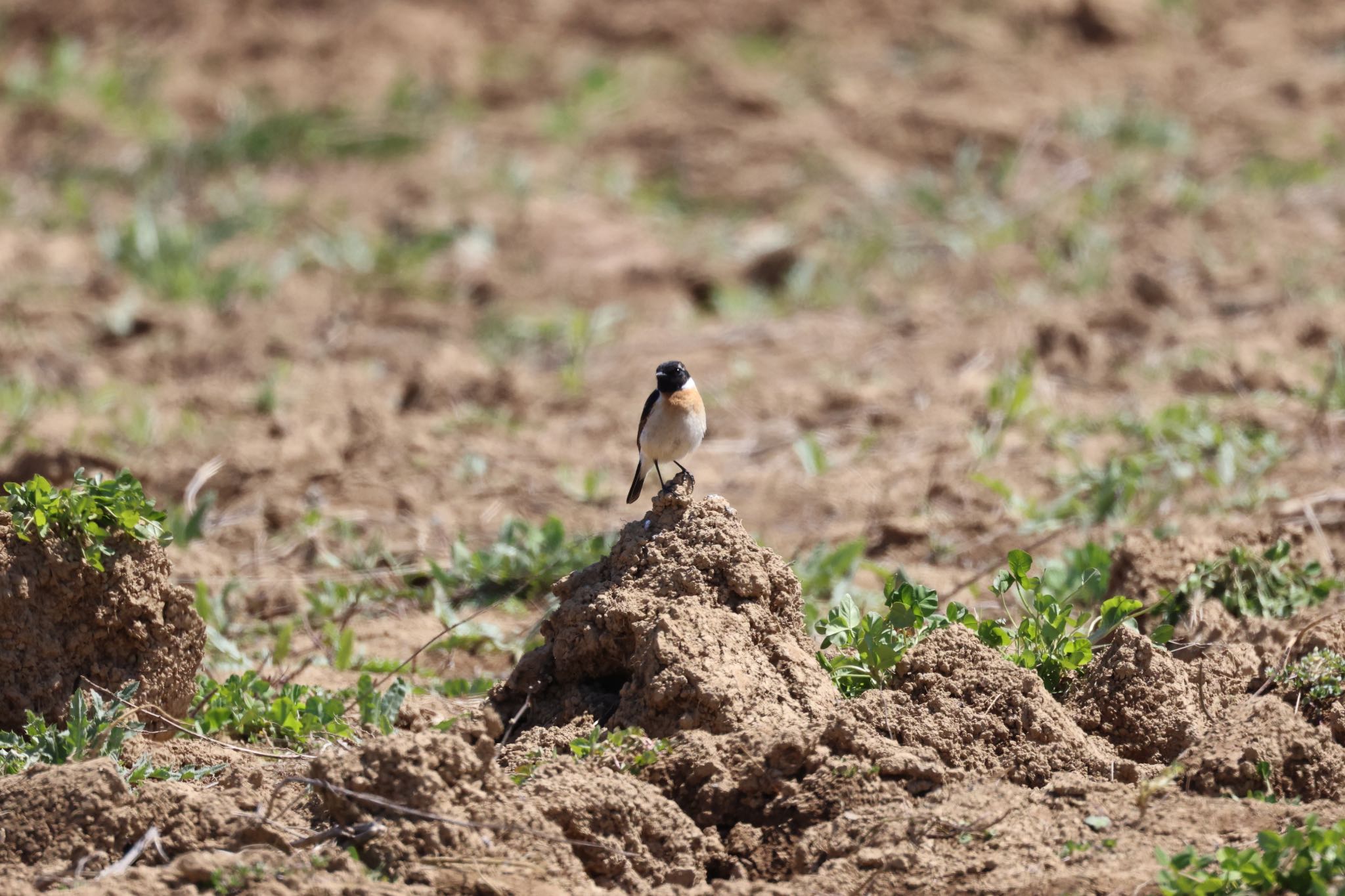 Photo of Amur Stonechat at 東屯田遊水地 by will 73