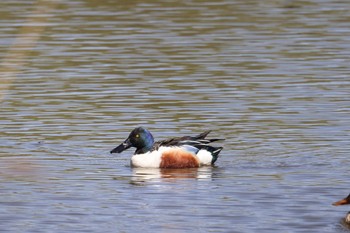 2023年4月27日(木) 東屯田遊水地の野鳥観察記録