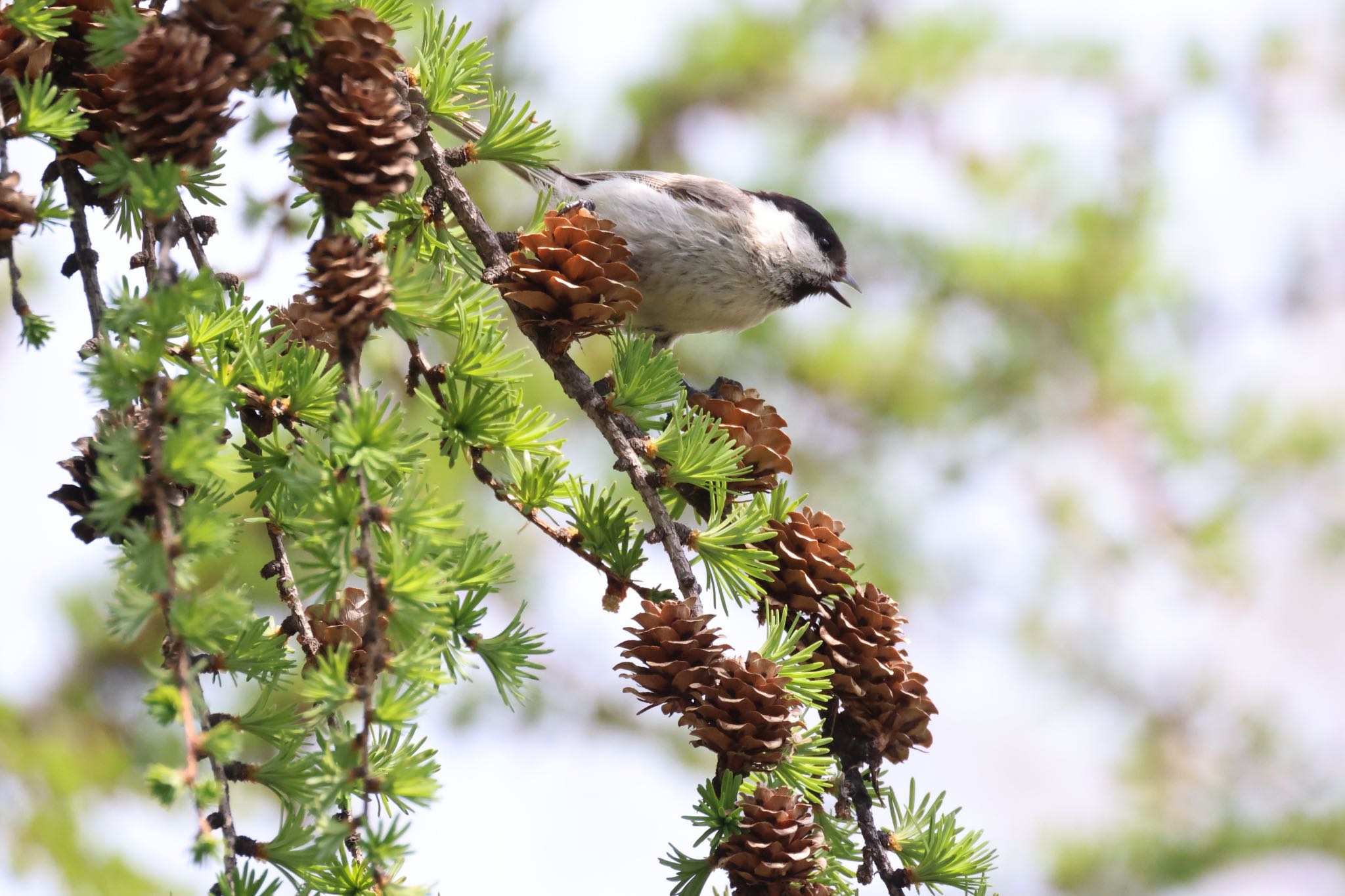 Photo of Marsh Tit at 札幌モエレ沼公園 by will 73