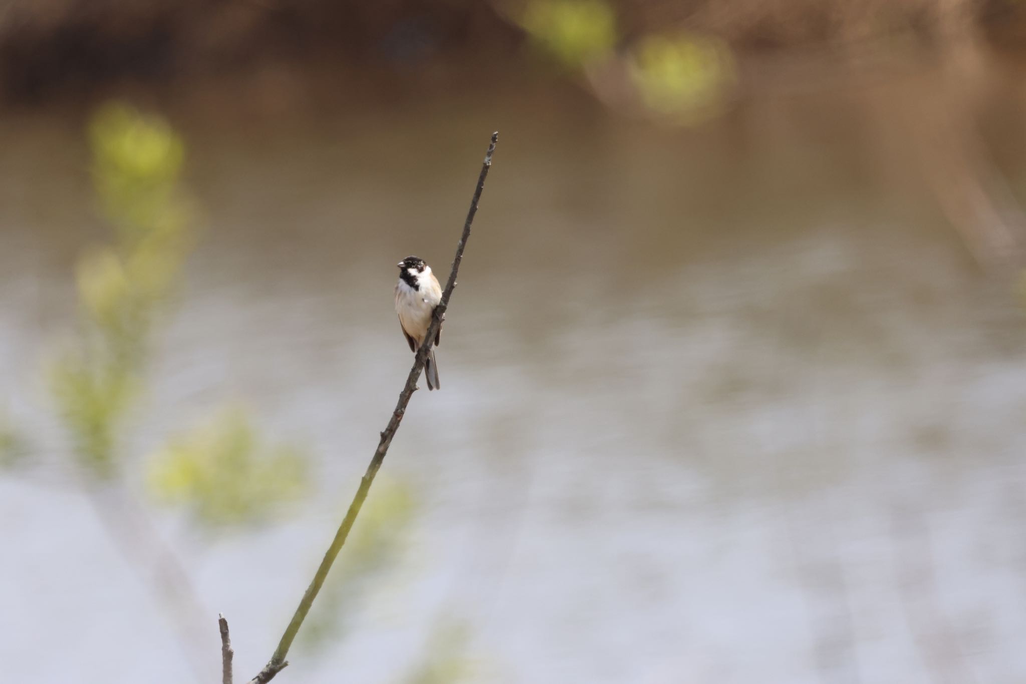 Photo of Common Reed Bunting at 札幌モエレ沼公園 by will 73