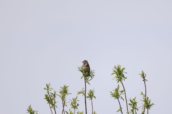 2023年4月28日(金) 札幌モエレ沼公園の野鳥観察記録