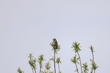 Fri, 4/28/2023 Birding report at 札幌モエレ沼公園