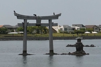 Great Cormorant 福岡市(香椎) Fri, 4/28/2023