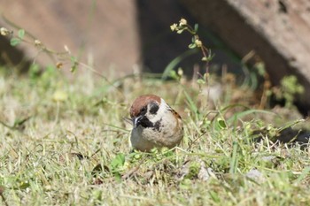 Thu, 4/27/2023 Birding report at 江津湖