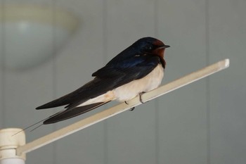 Barn Swallow 熊本市 Thu, 4/27/2023