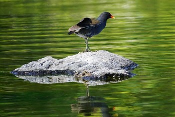 Common Moorhen 江津湖 Thu, 4/27/2023