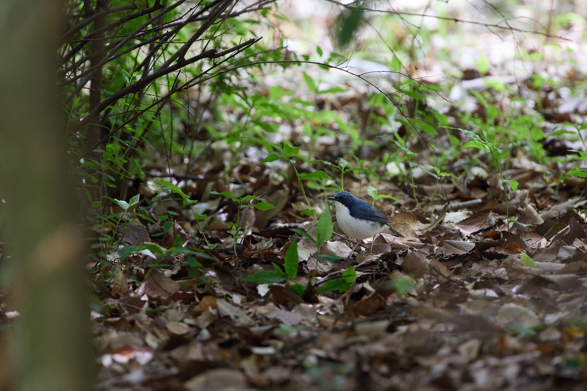 大阪城公園 コルリの写真 by 明石のおやじ