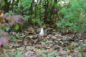 2023年4月29日(土) 大阪城公園の野鳥観察記録