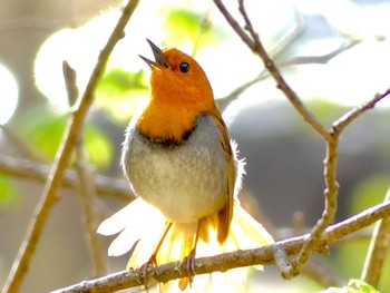 Sat, 4/29/2023 Birding report at 八千穂高原