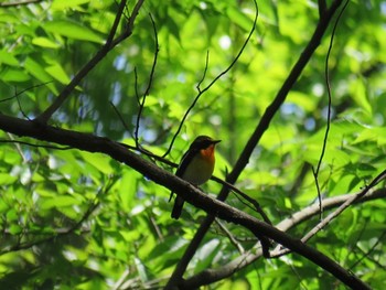 キビタキ 都立狭山公園 2023年4月29日(土)