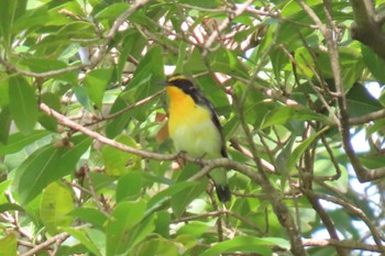 Narcissus Flycatcher Mizumoto Park Sat, 4/29/2023