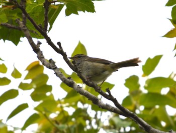 Japanese Bush Warbler 河川環境楽園 Sat, 4/29/2023