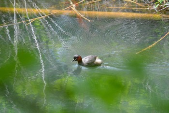 カイツブリ 各務野自然遺産の森 2023年4月29日(土)