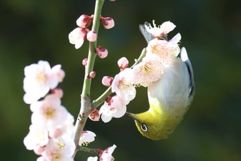 メジロ 明石公園 2023年3月5日(日)