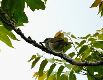 Japanese Bush Warbler 河川環境楽園 Sat, 4/29/2023