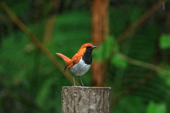 ホントウアカヒゲ 国頭村(沖縄県) 2018年6月4日(月)