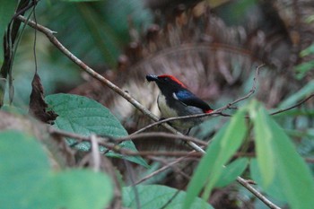 Sun, 3/12/2023 Birding report at Putrajaya Wetlands Park