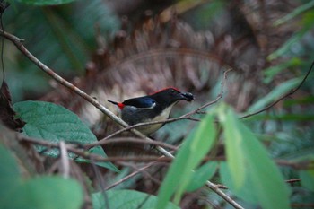 Scarlet-backed Flowerpecker Putrajaya Wetlands Park Sun, 3/12/2023