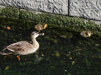 2023年4月29日(土) 妙正寺川の野鳥観察記録