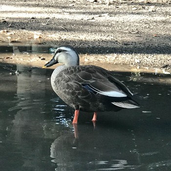 カルガモ 善福寺公園 2018年6月7日(木)