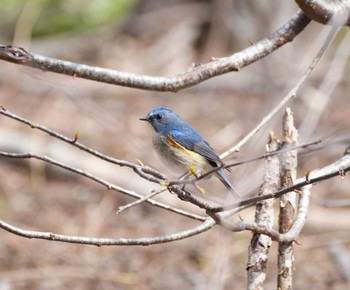 2023年4月24日(月) 上高地の野鳥観察記録